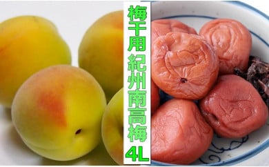 （4L－10kg）熟南高梅＜2024年6月中旬～7月7日発送予定＞