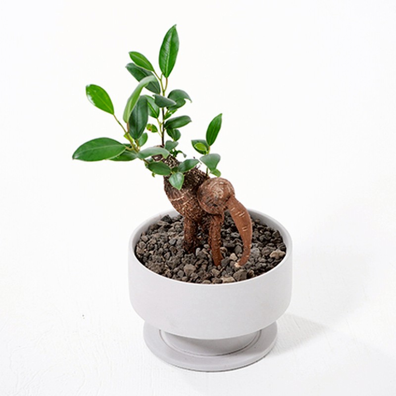 青山フラワーマーケット 観葉植物 幸せを呼ぶ精霊が住むガジュマル お祝い 自宅用 インテリア 通販 Lineポイント最大2 5 Get Lineショッピング