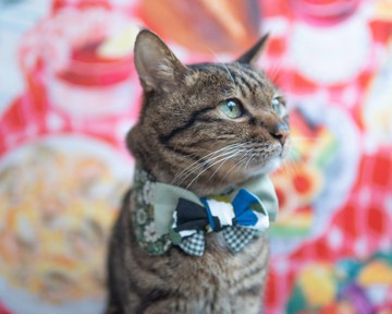 【花和服系列】寵物領巾 貓咪/狗狗 和風 - 綠