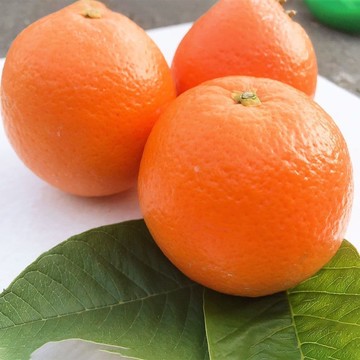 【水果達人】鮮甜多汁無籽肚臍丁禮盒10斤/箱