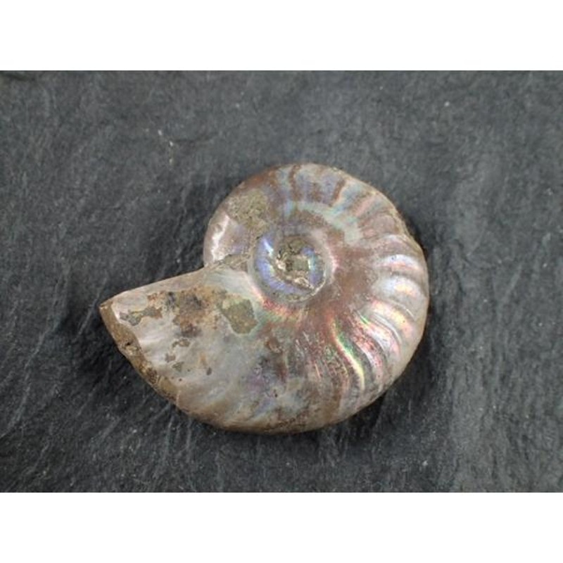 最高品質虹色アンモナイト化石(Ammonite ) マダガスカル 産 寸法