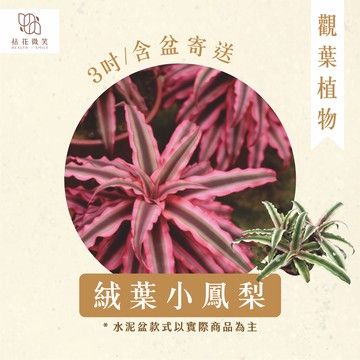【拈花微笑】絨葉小鳳梨｜3吋｜觀葉植物｜淨化空氣｜室內盆栽｜含盆寄送