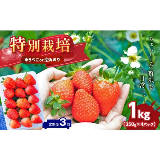 ふるさと納税 熊本県 玉名市  特別栽培 いちご  約 1kg ゆうべに or 恋みのり