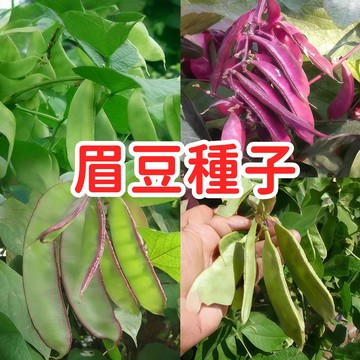 🥬🥑【眉豆種子】台灣米豆 白眉豆 菜豆種子 爬藤豆類 當季新鮮 高發芽率 家庭菜園 陽台盆栽 易栽種 有機蔬菜 留種用