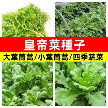 【大葉茼蒿菜種子】山茼蒿日本茼蒿春菊皇帝菜打某菜火鍋菜四季可種蔬菜種籽家庭菜園陽台盆栽種植