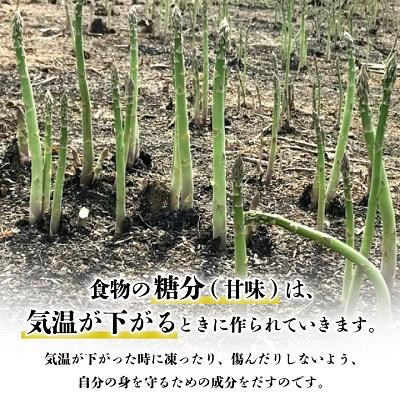 ふるさと納税 富良野市 2024年春出荷「生」で食べられる!北海道富良野産　グリーンアスパラ　1kg(SからLサイズ混合)