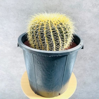 サボテンの王様 金鯱 12号鉢 大型 特大 観葉植物 多肉植物 金シャチ