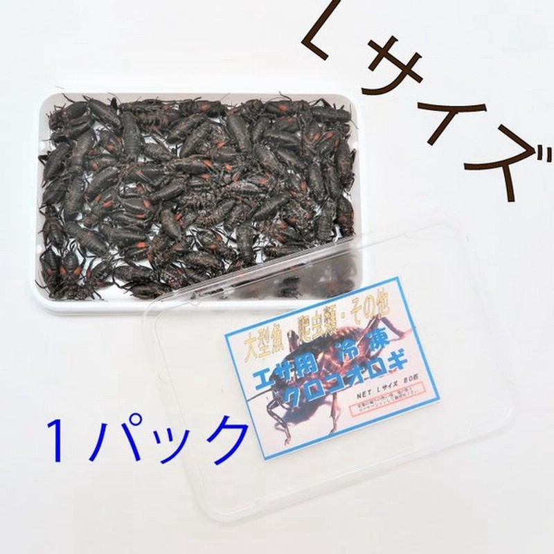 大きな取引 爬虫類のエサ 冷凍コオロギ Atak Com Br