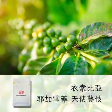 衣索比亞 耶加雪菲 天使藝伎 水洗 淺焙 (半磅/227g)【柏克斯咖啡】