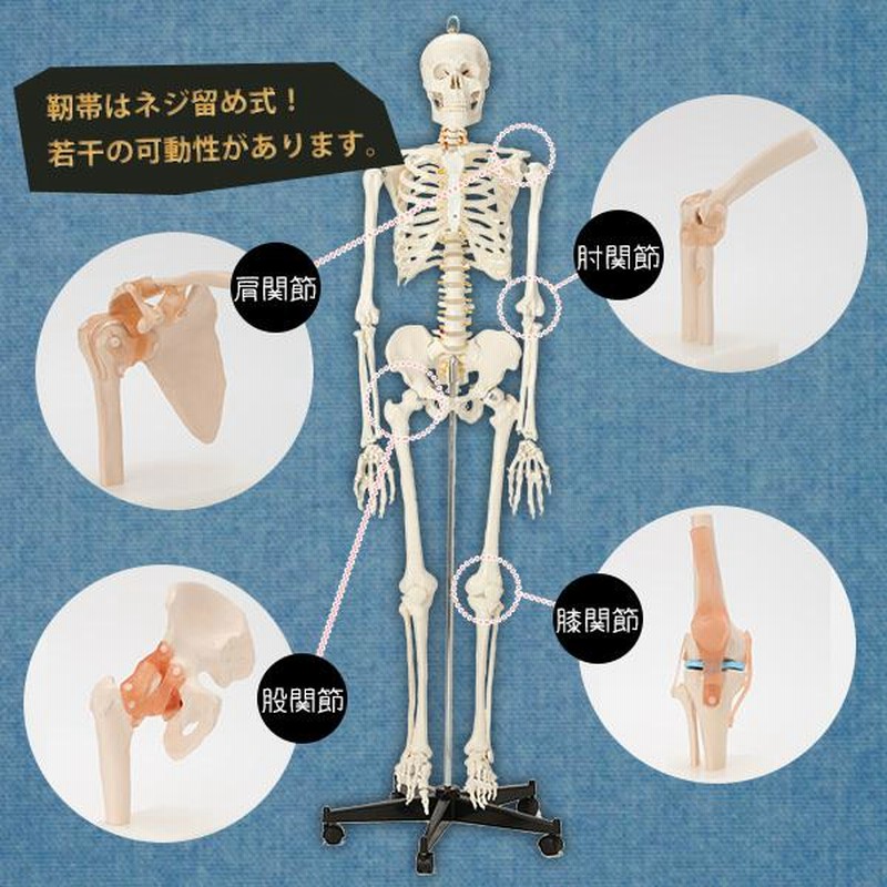 Amazon.co.jp: 人体骨格模型 HUMAN SKULL : 産業・研究開発用品