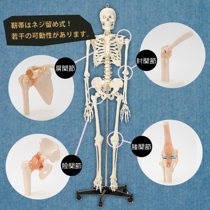 人体模型 骨格模型 7ウェルネ 膝関節 模型 実物大 間接模型 骨格標本 骨模型 骸骨模型 人骨模型 骨格 人体 モデル ヒューマンスカル 骸骨 |  LINEブランドカタログ