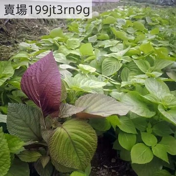 現貨🥬【食用紫蘇菜種子】（250粒）大葉紫蘇種子 雙面紫蘇中藥材種子四季播種盆栽地栽農家高產蔬菜種子