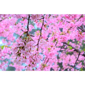 桃園旅遊｜北橫賞櫻恩愛農場、巴陵古道生態園區二日│高雄台南出發_GROUP25602