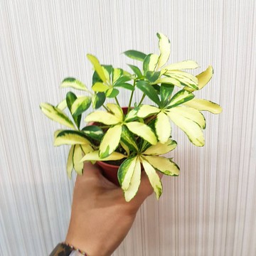 P老闆園藝~斑葉鵝掌藤 3吋盆
