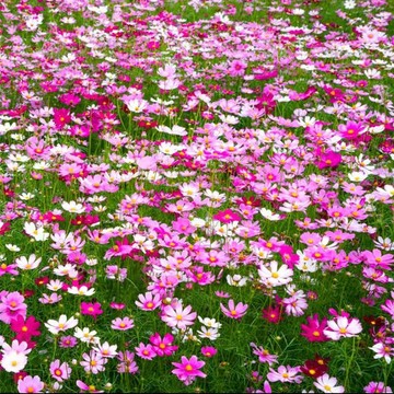 🌸台灣現貨｜波斯菊種子 別名格桑花 多色混播 生命力強 容易開花爆盆，庭院陽台室外花壇野花種籽