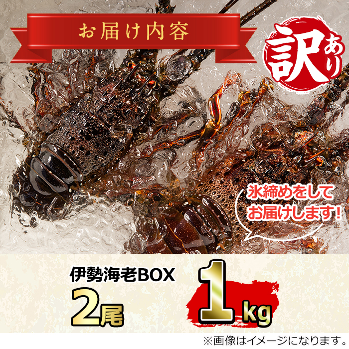 ＜訳あり＞朝獲れ発送！鮮魚問屋が厳選した氷締め伊勢海老(2尾・総量1kg以上)