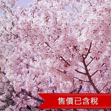 東北雙溫泉賞櫻5日私享溫泉房．日本三大御湯．百選溫泉．最上川櫻見舟．河畔夜櫻．銀山溫泉．國際五星仙台威斯汀_26JSOUUOU