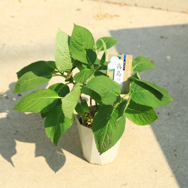 ギフト 鉢 庭植えなど大人気 鉢花 庭木苗 植木苗 アジサイ 霧島の恵み 紫陽花 四季咲きあじさい 通販 Lineポイント最大0 5 Get Lineショッピング