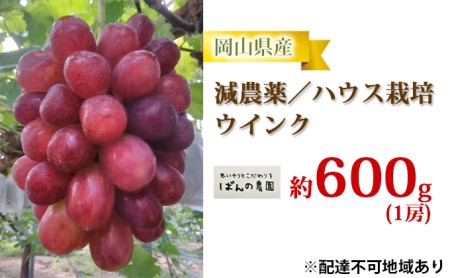 ぶどう 2024年 先行予約 ぶどう ウインク 1房 約600g  減農薬／ハウス栽培 ブドウ 葡萄  岡山県産 国産 フルーツ 果物 ギフト ばんの農園