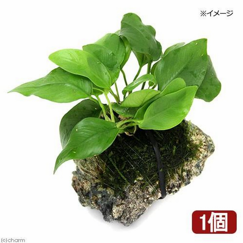 流木にウィローモスとアヌビアスナナ チャーム