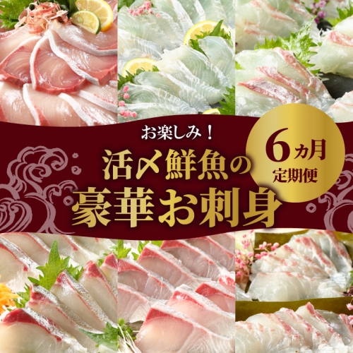 延岡産活〆鮮魚の豪華お刺身 （6ヶ月定期便）N019-ZF044　請関水産