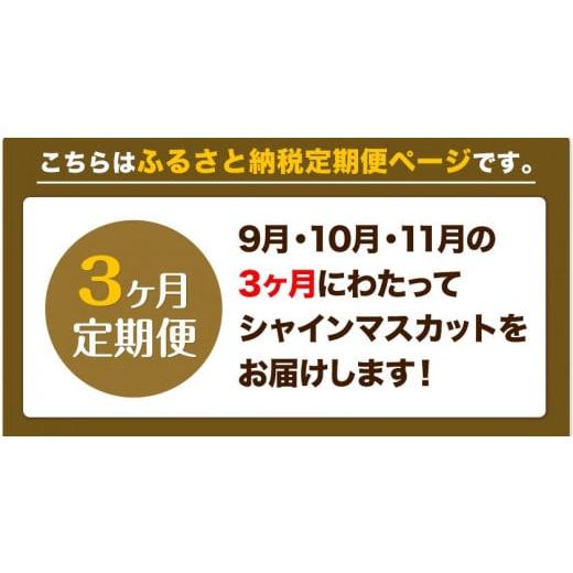 ふるさと納税 岡山県 浅口市 ぶどう 3ヶ月 定期便 [2024年先行予約] シャインマスカット 晴王 岡山県産 2房 約1kg《9月上旬-12月上旬頃出荷(土日祝除く)》 ハ…