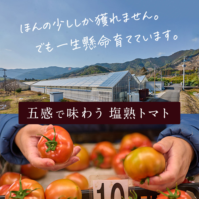 塩熟トマト KitachiRosso (計600g・1月発送) 糖度10度以上 塩トマト 塩とまと とまと トマト 野菜 大分県 佐伯市 九州産 国産 お取り寄せ 大分県 佐伯市