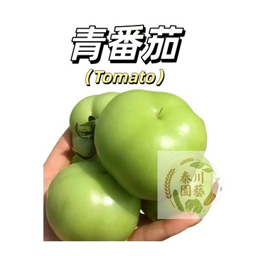 嘉義現貨（青番茄種子FQ-47）賊不偷番茄青色大果西紅柿四季盆栽多年生果菜蔬菜種子#tomato