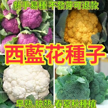 綠色家園|🔥西蘭花種子🍓稀有花椰菜種子 花松花菜 西藍花 有機蔬菜 蔬菜 花菜 四季播蔬菜種子
