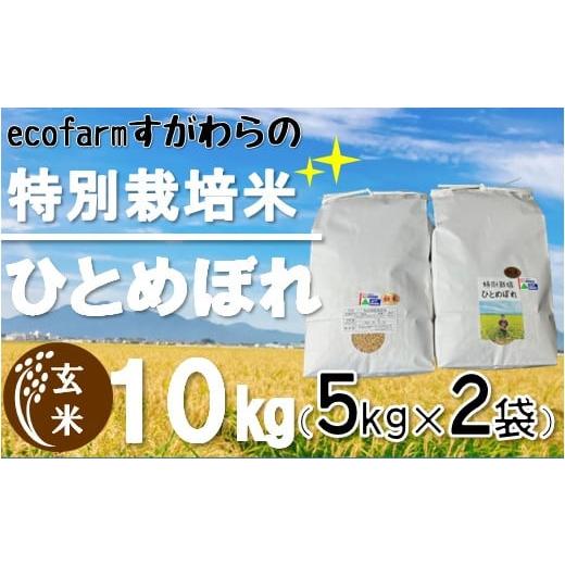 ふるさと納税 山形県 三川町 ecofarmすがわらの特別栽培米ひとめぼれ10kg