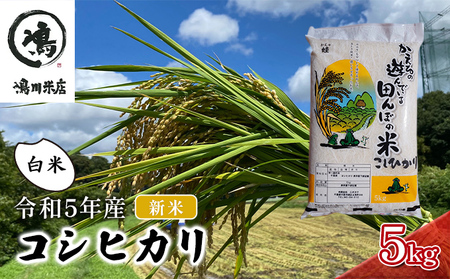 新米　コシヒカリ　白米　5kg　令和5年産