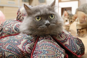 客製化設計-Petals花朵防舔咬頭套【棉花板】(尺碼XS) **單片販售