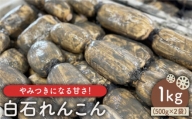 やみつきになる甘さ！ 松尾青果のこだわり白石れんこん 約1kg（500g×2袋） 蓮根 レンコン 野菜 根菜 [IBD002]