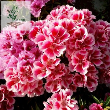 青禾園藝（送春花種子）四季種植  開花期長多年生花海庭院室內陽臺盆栽花卉花草種籽 重辦多色 多年生
