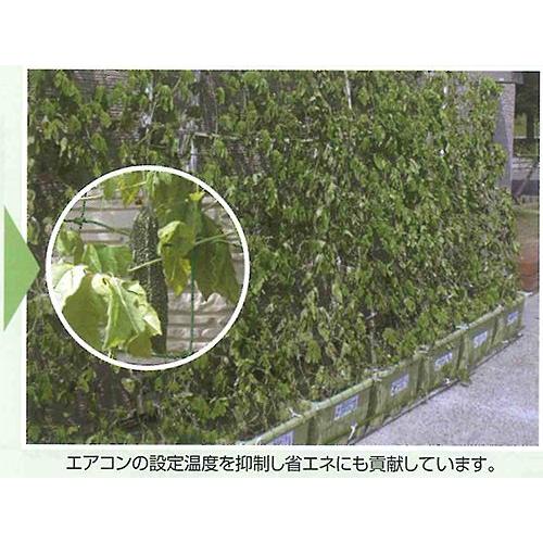 キンボシ 有結ロール巻ネット 25ミリ目 1mx30m 園芸 農業