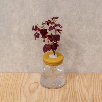 小紅楓酢漿草 三角水耕盆栽 室內植物 觀葉植物 禮物 水培