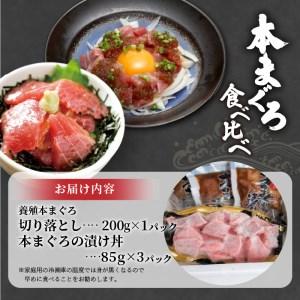 ふるさと納税 鷹島産本まぐろ食べ比べ「切落し200gと漬け丼85g×3P」（マグロ 本マグロ 鷹島産本マグロ まぐろ 本まぐろ 鷹島産本まぐろ マ.. 長崎県松浦市