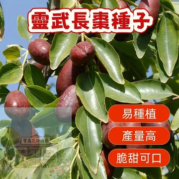 🍐棗子種子 （靈武長棗種子） 正宗寧夏靈武長棗種子！稀有果樹苗，自家陽臺可栽，爆甜多汁，紅艷清脆，熱銷中！