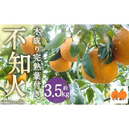 ふるさと納税  木成り 完熟 葉付き 不知火 約3.5kg フルーツ 蜜柑 柑橘 国産 長崎県産 九州産 デコポンと.. 長崎県時津町