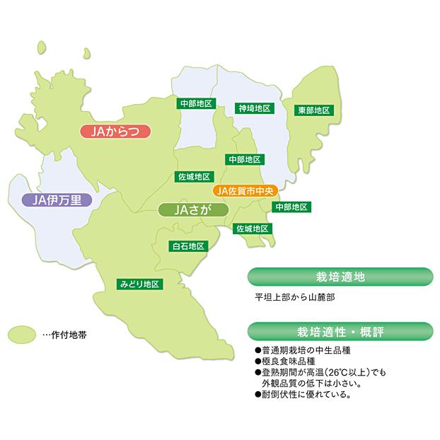 米　令和5年度産　佐賀県産　さがびより 5kg