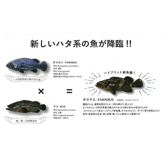 ふるさと納税 愛媛県 愛南町 クエ 鍋セット 1kg タマクエ 切り身 ＋ アラ 合計 4~6人前(500g×2) 冷凍 クエ 高級 幻 新種 鍋 アラ鍋 海鮮 刺身 生食 脂 プレミ…