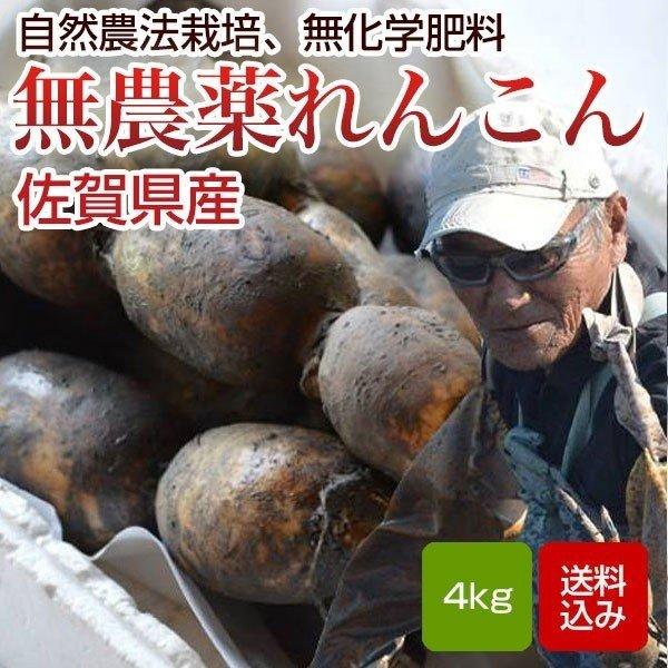 れんこん 無農薬 4キロ 自然農法 無化学肥料 除草剤不使用 レンコン 蓮根 佐賀県白石産