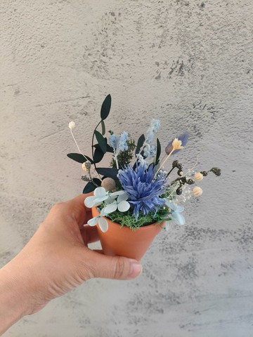現貨~小陶盆 乾燥永生植栽