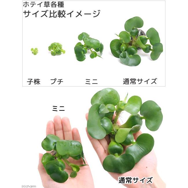 マツモ５本&ミニホテイアオイ１株(無農薬)・・・補償付き - 水草