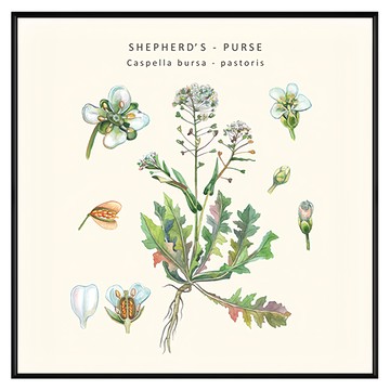 Boluo 菠蘿選畫所 護生草花譜 BFVI4403B 40 x 40cm 草花圖案掛畫  黑色框