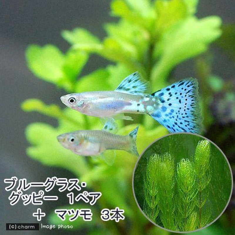 熱帯魚）（水草）ブルーグラスグッピー（国産グッピー）（１ペア）＋マツモ（３本） 北海道航空便要保温 LINEショッピング