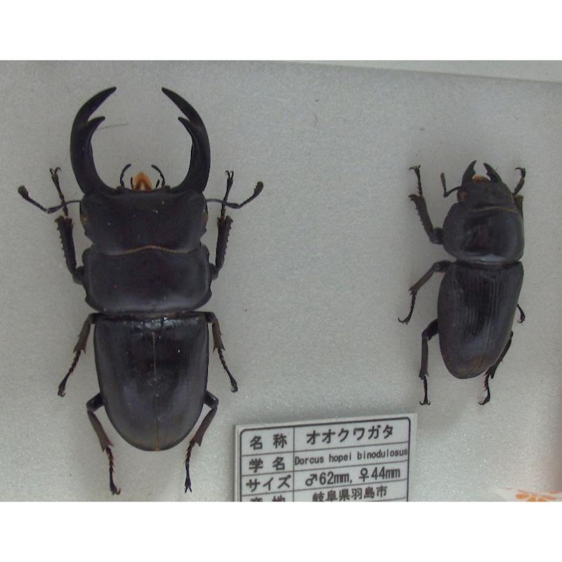 大型エラフス ミヤマ 野外標本 - 虫類用品