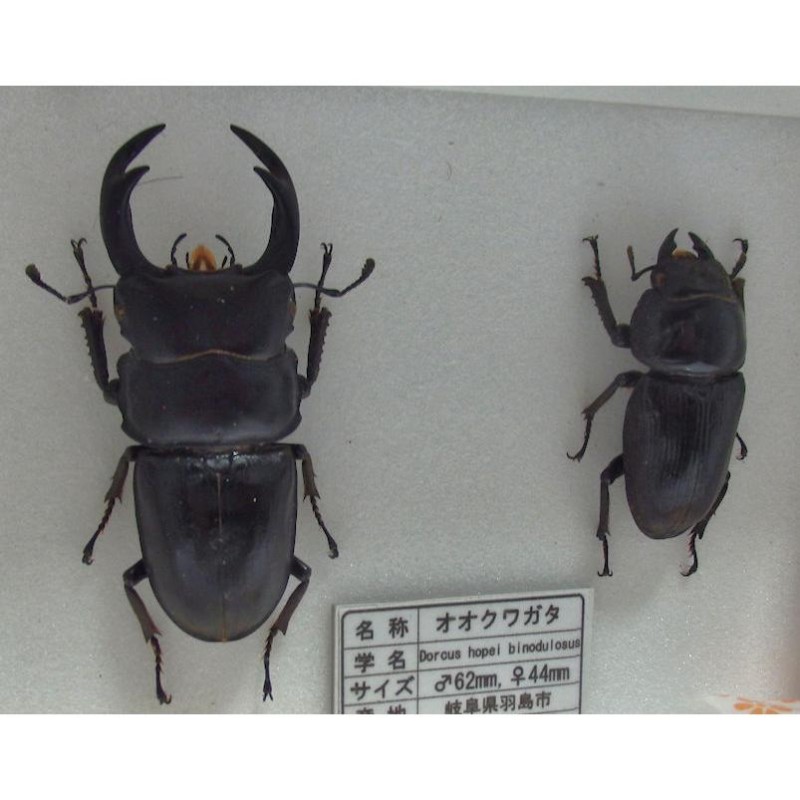 ユダイクス♂野外標本 - 虫類用品