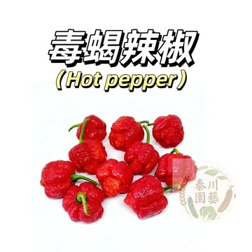 嘉義現貨（紅千里達毒蝎辣椒種子LJ-38）（變態辣）SHU：1200000以上~特立尼達天蝎 紅辣椒#Peppe