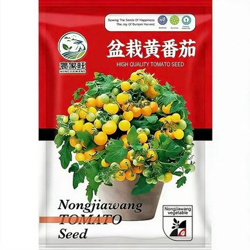 台灣現貨 原裝盆栽黃番茄種子 家庭菜園 陽台種植 可食用 迷你小番茄 豐收盆栽 懶人園藝 新手友善 療癒盆栽 當季鮮採